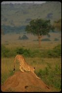 Image of cheetah