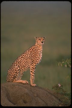 Image of cheetah