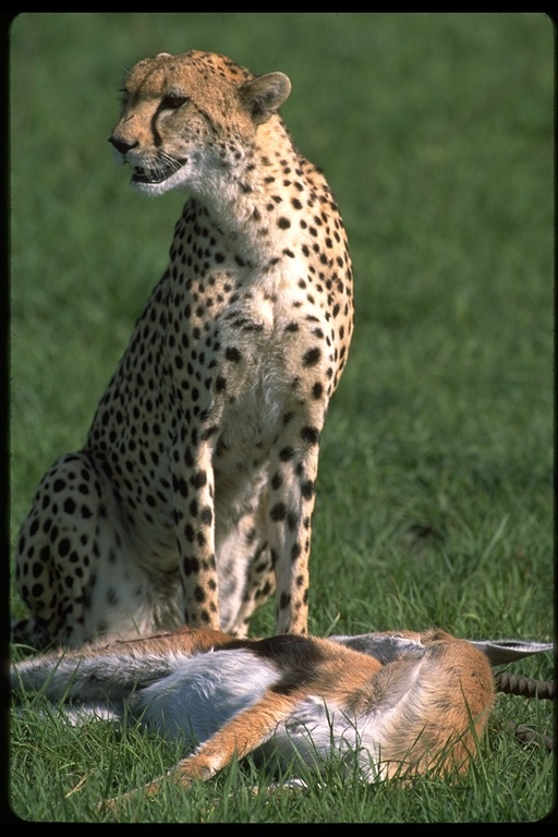 Image of cheetah