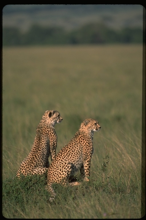 Image of cheetah