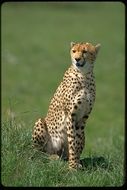 Image of cheetah