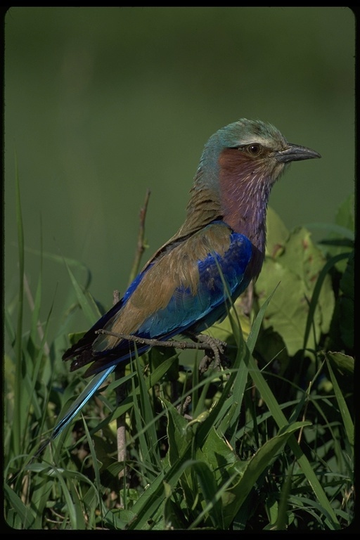 Image of Lilac-breasted Roller