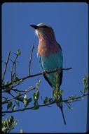 Image of Lilac-breasted Roller