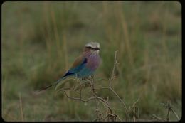 Image of Lilac-breasted Roller