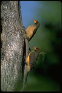 Image of Yellow-billed Oxpecker