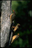 Image of Yellow-billed Oxpecker