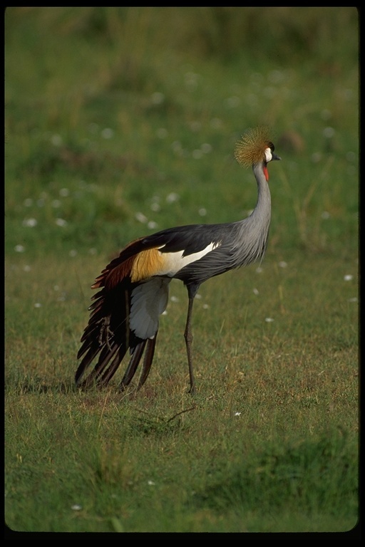 Image of Grey Crowned Crane