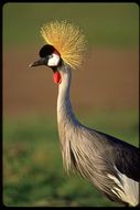 Image of Grey Crowned Crane