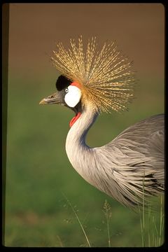 Image of Grey Crowned Crane