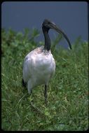 Image of African Sacred Ibis