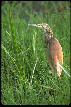 Image of Common Squacco Heron