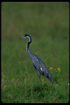 Image of Black-headed Heron