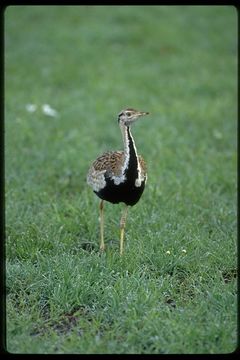 Image of Black-bellied Bustard