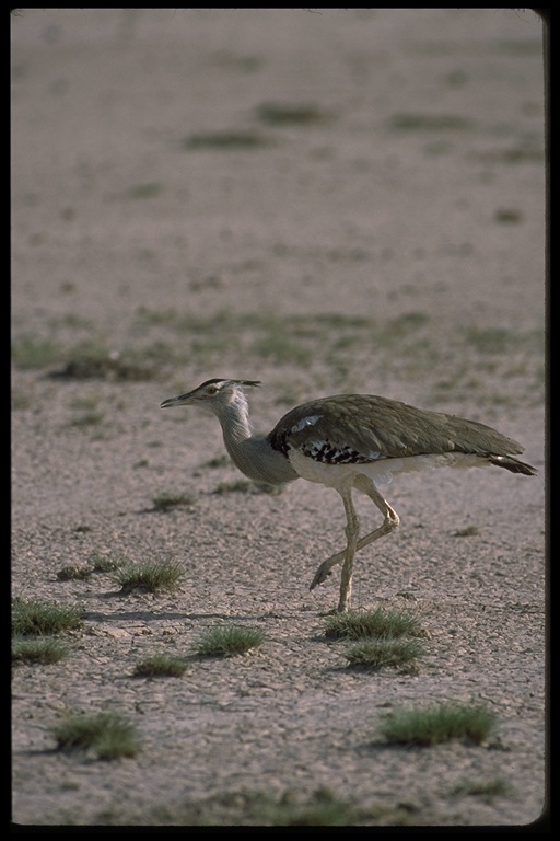 Image of Ardeotis kori struthiunculus (Neumann 1907)