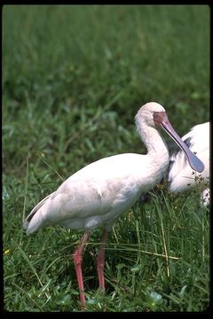 Image of African Spoonbill