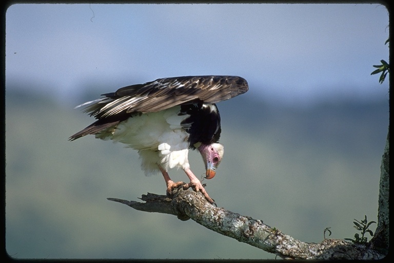 Image of White-headed Vulture