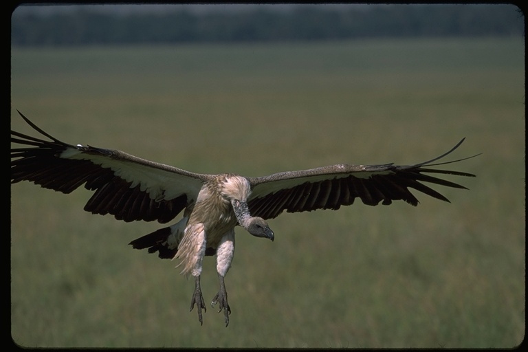 Image of White-backed Vulture