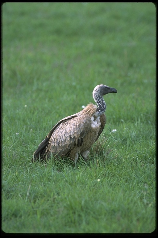 Image of Cape Griffon