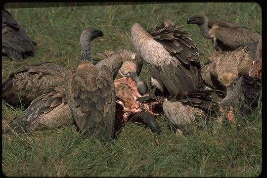 Image of White-backed Vulture