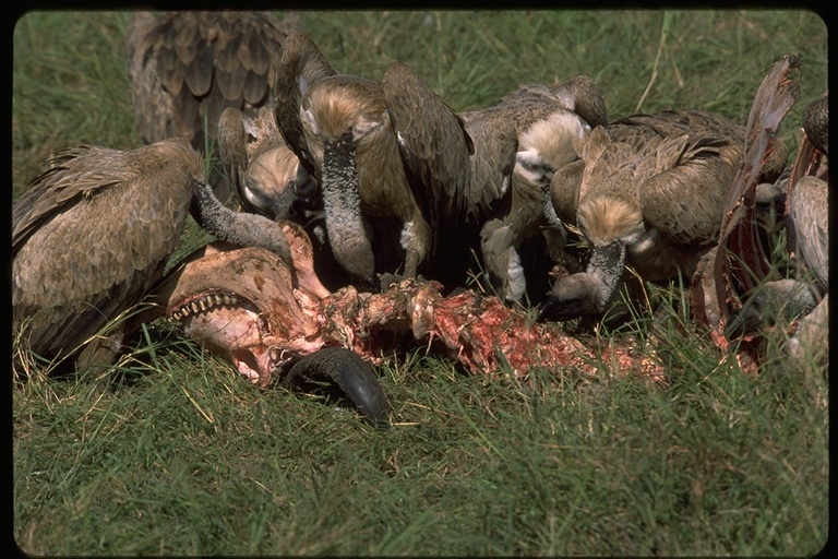 Image of White-backed Vulture