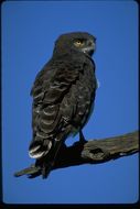 Image of Black-chested Snake Eagle