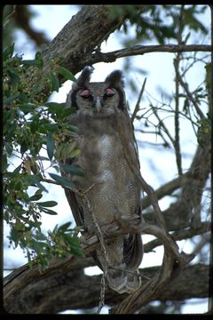 Bubo lacteus (Temminck 1820)的圖片