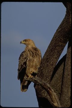 Image of Tawny Eagle