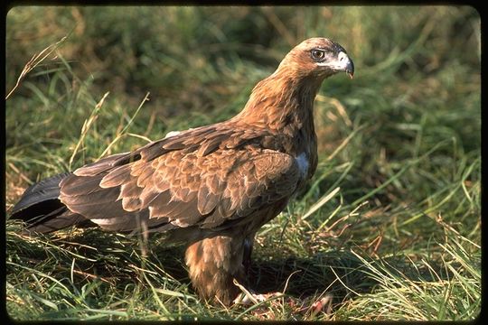 Image of Tawny Eagle