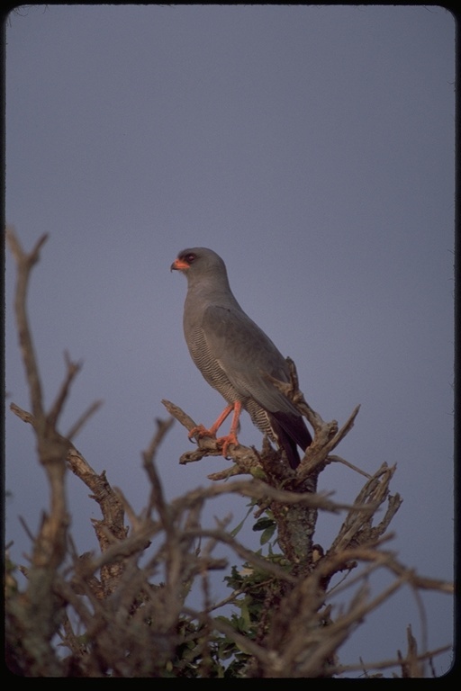 Image of Dark Chanting Goshawk