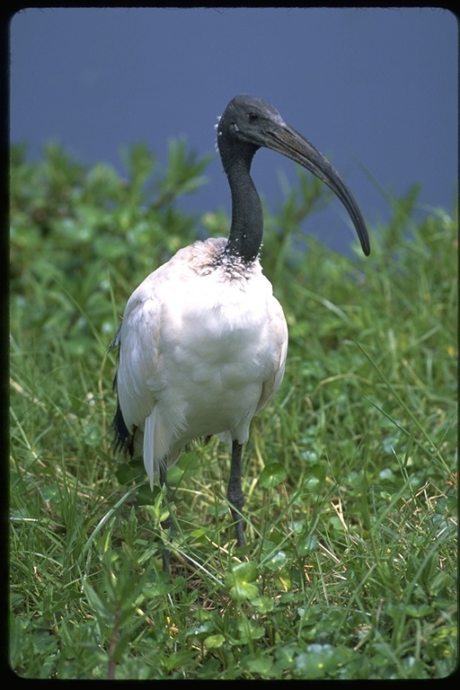 Image of African Sacred Ibis