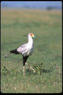 Image of Secretarybird