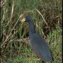 Image of Rufous-bellied Heron