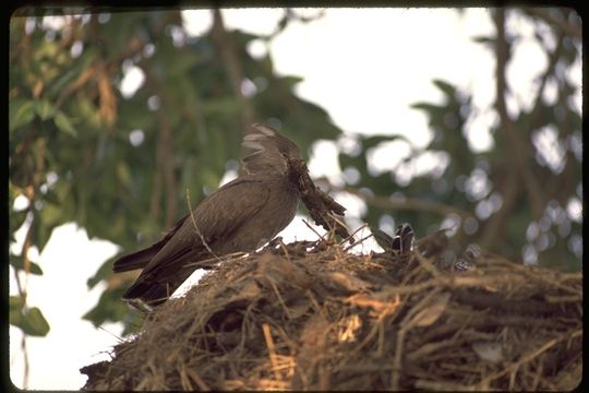 Image of Hamerkop