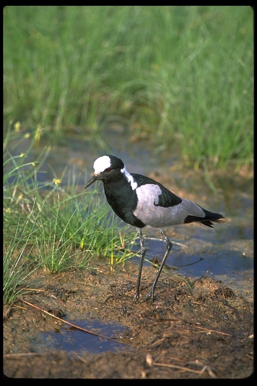 Image of Blacksmith Lapwing