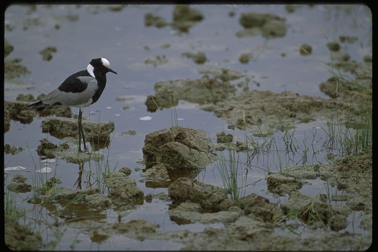 Image of Blacksmith Lapwing