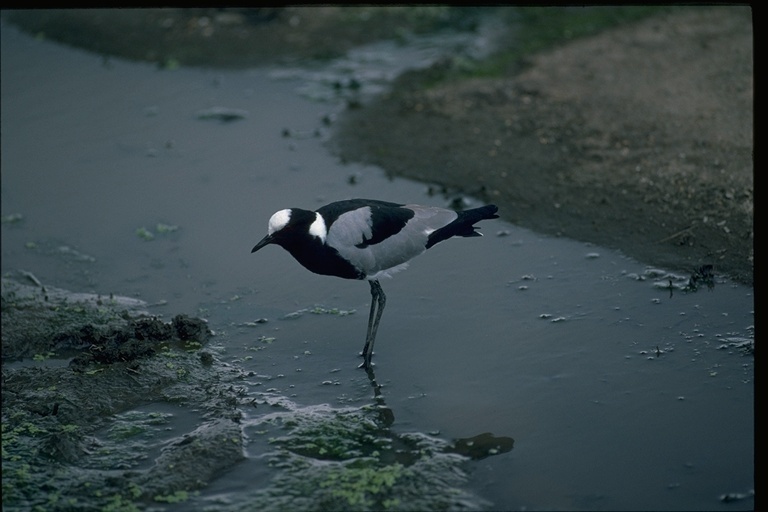 Image of Blacksmith Lapwing