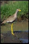 Image of Vanellus senegallus lateralis Smith & A 1839