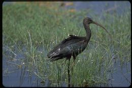 Image de Ibis falcinelle