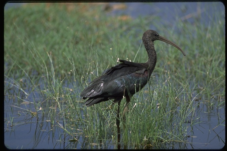 Plancia ëd Plegadis falcinellus (Linnaeus 1766)