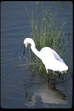 Image of Egretta garzetta garzetta (Linnaeus 1766)