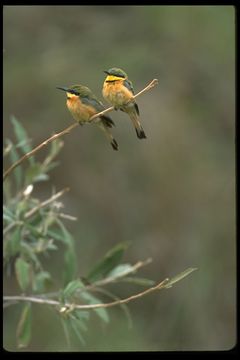 Image de Merops pusillus cyanostictus Cabanis 1869