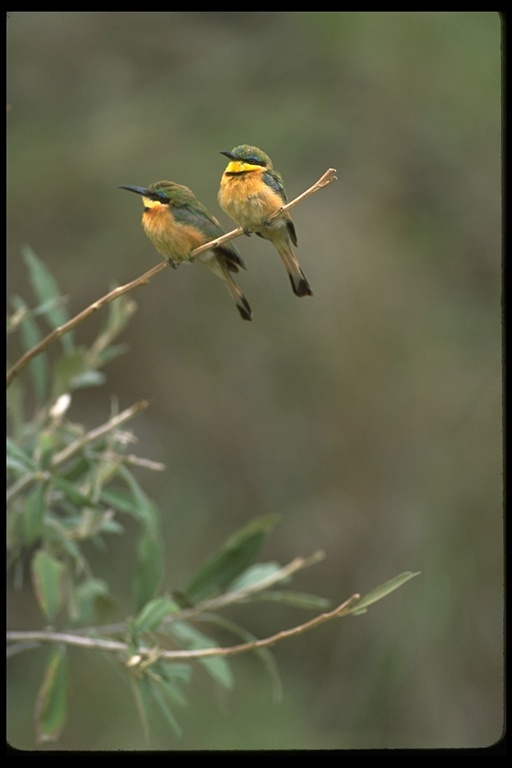 Image of Merops pusillus cyanostictus Cabanis 1869