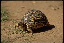 Image of Leopard Tortoise