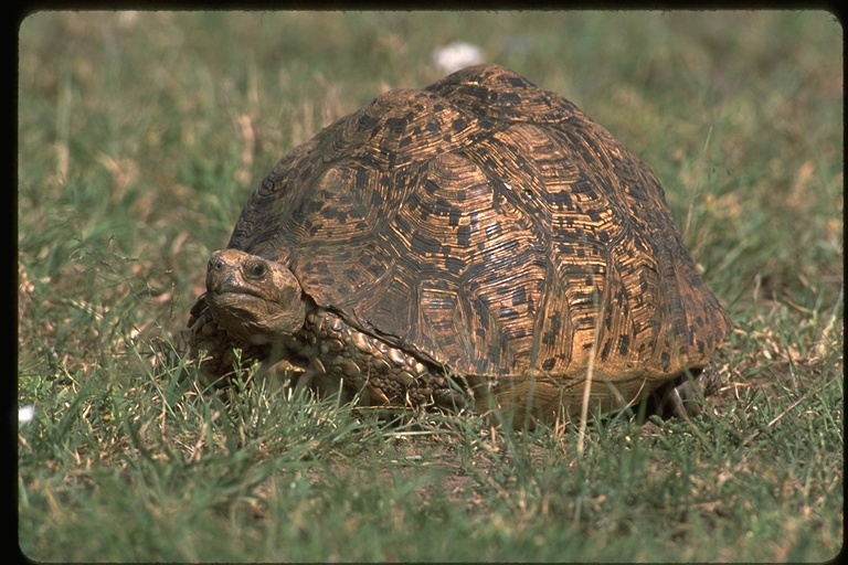 Image of Leopard Tortoise