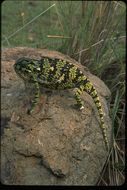 Image of Common African Flap-necked Chameleon