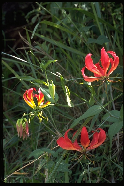 Image of Flame Lily
