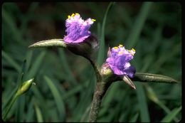 Image of Cyanotis foecunda DC. ex Hassk.