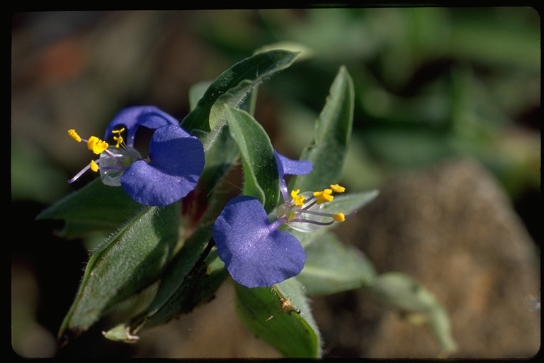 Image of Commelina petersii Hassk.