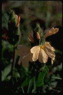 Image of Crossandra subacaulis C. B. Cl.