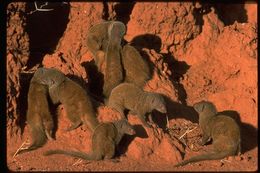 Image of Common Dwarf Mongoose